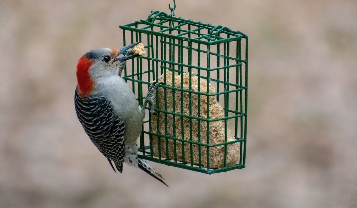Woodpecker Delight No Melt Suet Dough