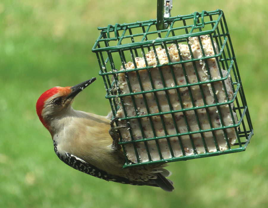 Woodpecker Treat